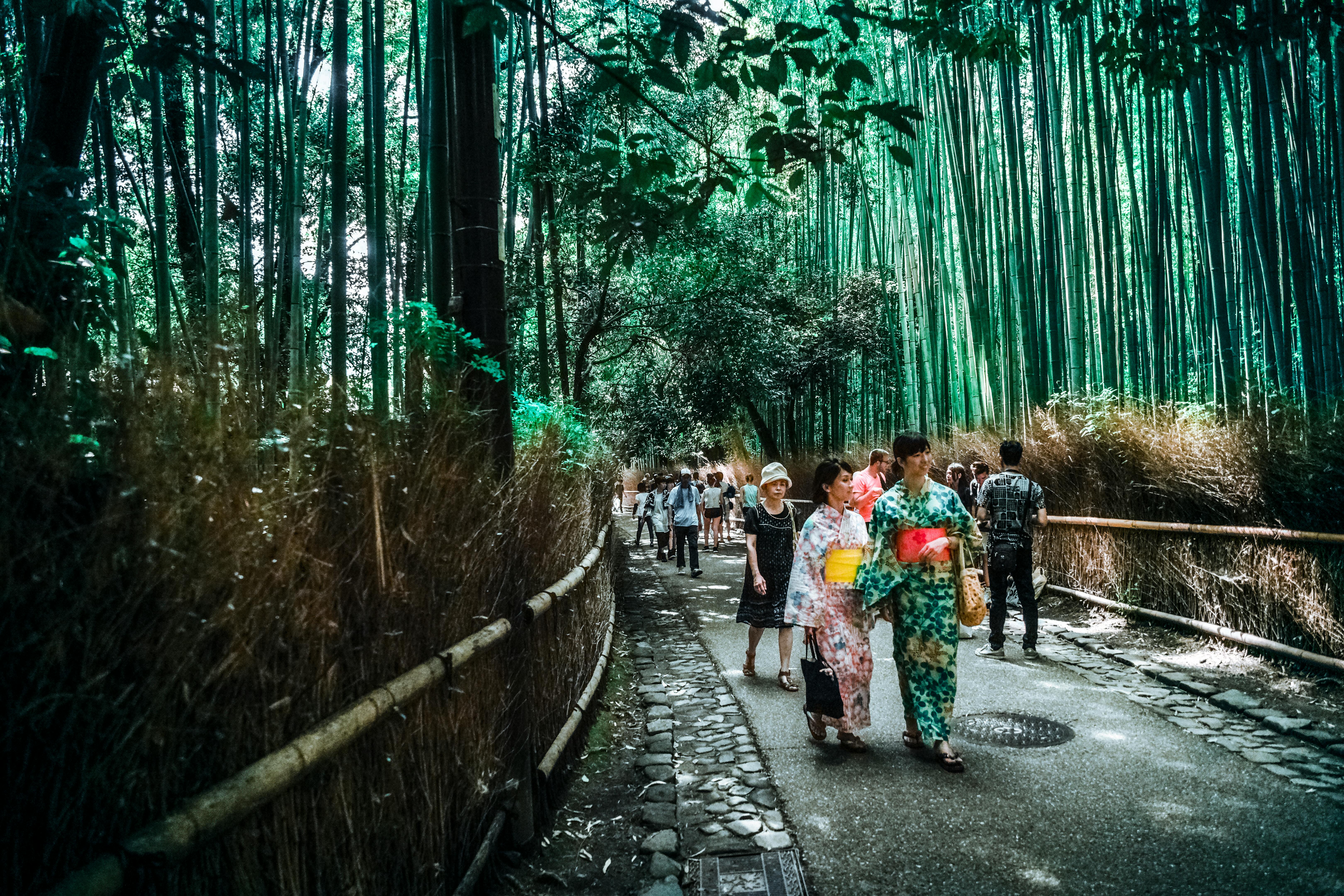 Bambusowy Park
