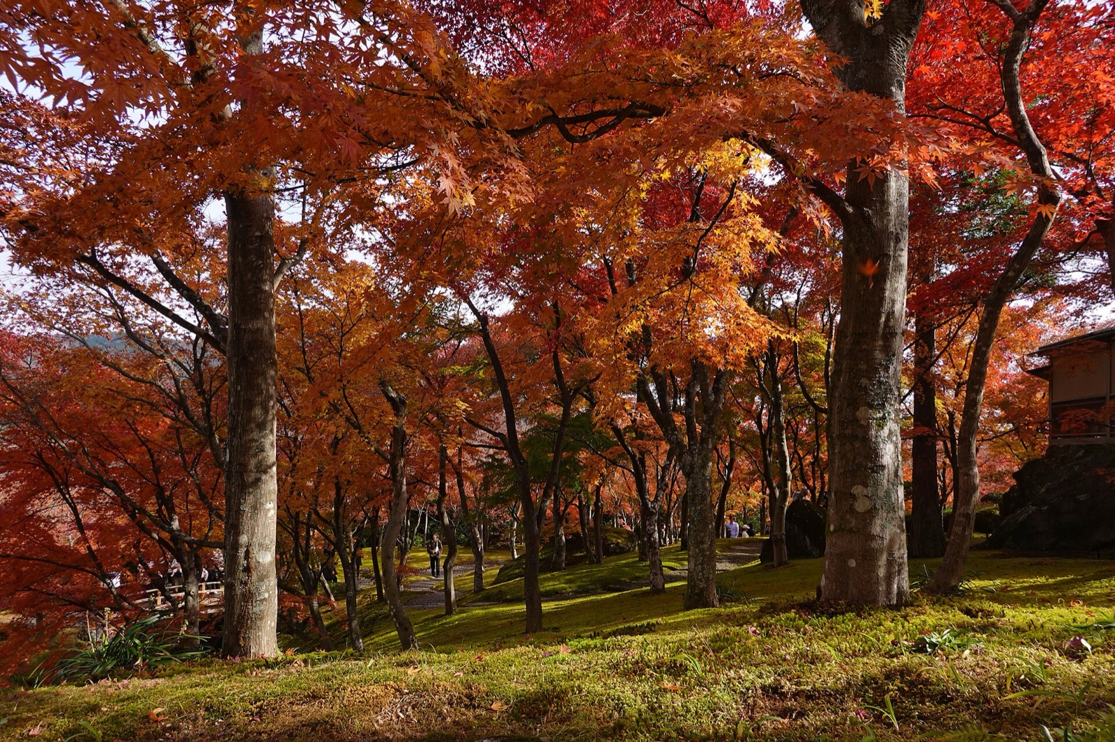 Ogród mchów Shinsenkyō w Hakone Museum of Art: czerwone i pomarańczowe klony nad zielonym mchem, listopad 2025.