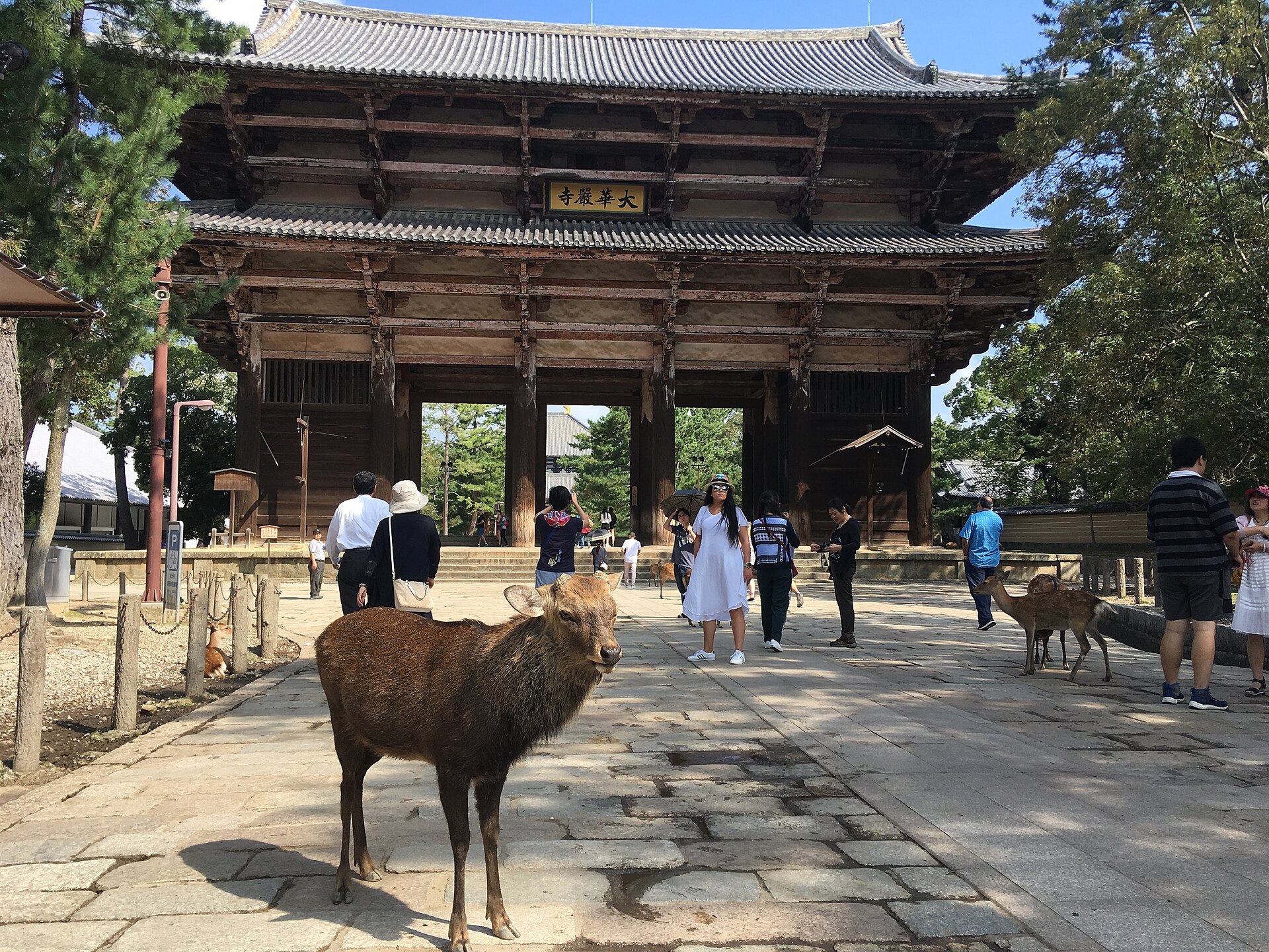 Jeleń przed bramą Nandaimon Tōdai-ji, wrzesień 2018.