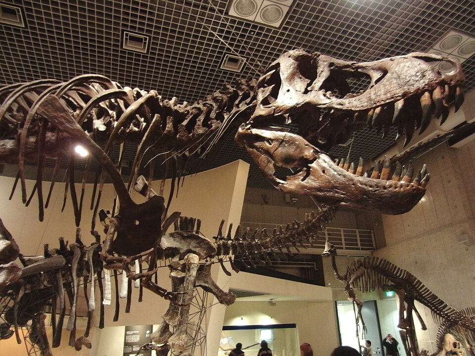 Szkielet tyranozaura Stan w Kahaku: czaszka, zęby i krótkie przednie kończyny; archiwalne zdjęcie z 2012 roku.